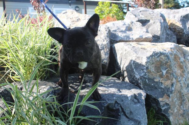South Wales Argus: Anne Marie - This beautiful frenchie loves a fuss and a cuddle. She walks well on a lead and makes for a very affectionate little companion.